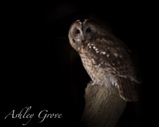 Tawny Owl 2