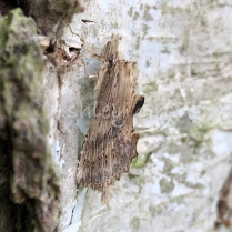 Pale Prominent